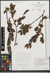 Foto von Salix waldsteiniana Willd.